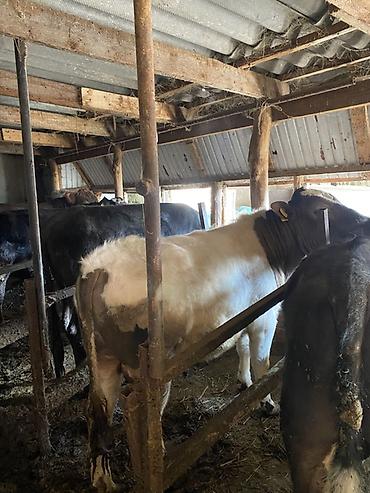 Коровы, быки: Продаю | Бык (самец) | На откорм | Привязанные — 8