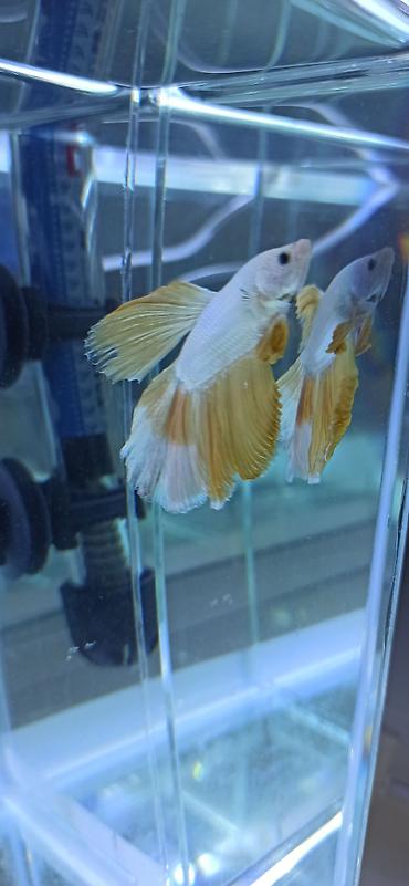 Balıqlar: Betta (Petuşok balığı), Ünvandan götürmə — 12