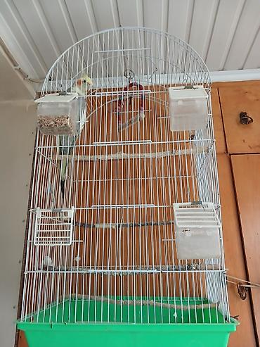 pudel it satisi: Nimfa tutuquşusu və qəfəs dəsti - Növ: Nimfa (Cockatiel) tutuquşusu - — 1