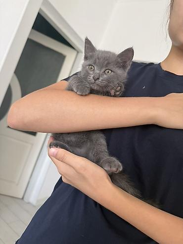 котята британские: Отдам котенка в заботливые руки. - Порода: короткошёрстный — 5