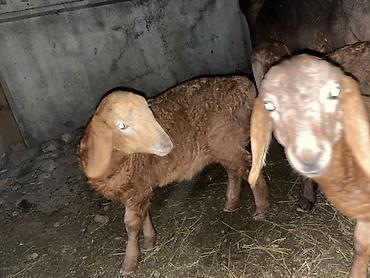 Баран, овца: Продаю | Овца (самка) | Арашан, Гиссарская | Для разведения | Матка, Ягнившаяся — 10