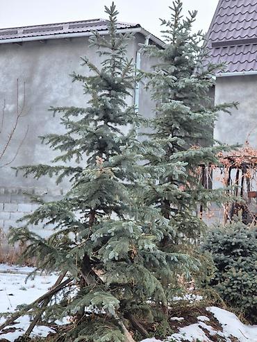 Ель: Ели для озеленения участка - Породные хвойные деревья с плотной — 11