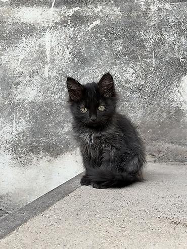 кошка крысолов: Беспородная, 2 месяца, Мальчик, Проглистована — 3