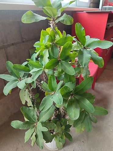 Молочаи: Молочай Милля (Euphorbia milii), крупные взрослые растения в — 2