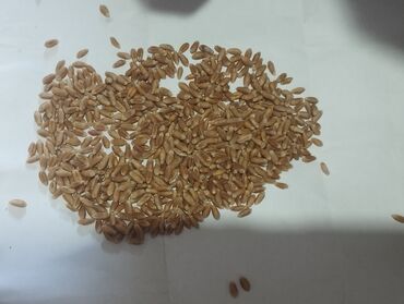 Корма для с/х животных: Пшеница. Буудай 
Семена
Корнетто
протравлееный