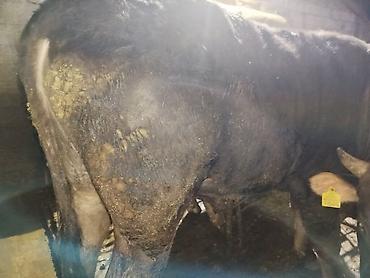 Коровы, быки: Продаю | Бык (самец) | На забой — 4