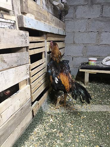 Куры, петухи: Продаю | Петух | Дакан | Для разведения, Для боев — 4