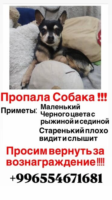 потерянные документы: Объявление о пропаже небольшой собаки. Питомец черного окраса с рыжими