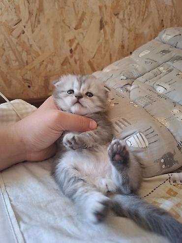 Продажа кошек: Готовится к продаже котёнок породы скотиш фолд вислоухая. мальчик — 2