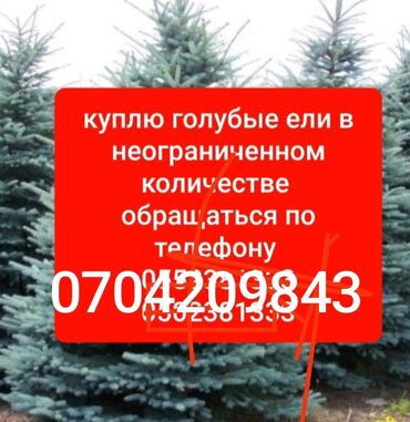 строительные леса цена бишкек: Закупка голубых елей (Picea pungens, «голубая ель») в неограниченном