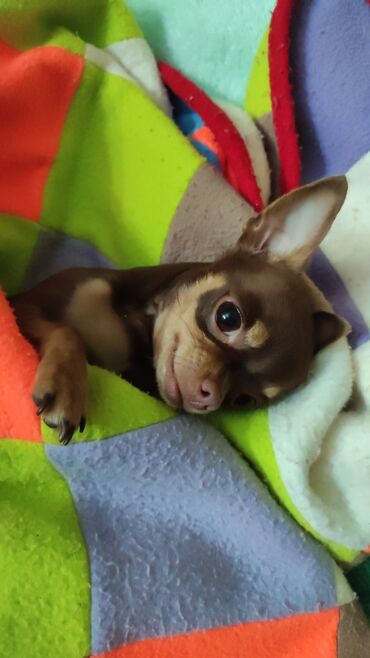 Вязка собак: Вязка. Предлагается для вязки, то есть для любовных встреч — 4