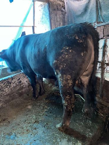 Коровы, быки: Продаю | Бык (самец) — 2