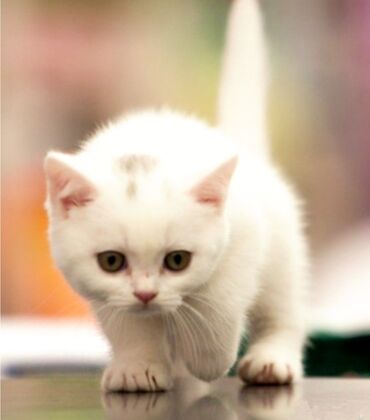 британская короткошерстная кошка шиншилла: Британские белые котята, редкий цвет в этой породе мальчики