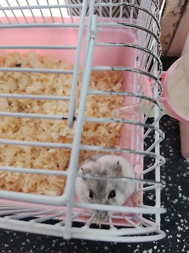 Cırtdan hamsterlər – qəfəs və aksesuarları ilə Məhsul təsviri: -