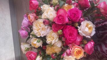 Садовые цветы и кустарники: Садовые розы — срезочные и для посадки Описание: - Разновидности — 15