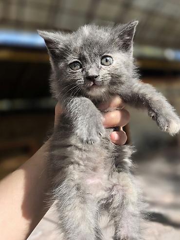 scottish fold: Котята, окрасы: черепаховый (чёрный с рыжими/кремовыми отметинами) и — 4