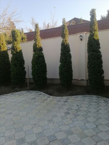 Bağbanlar: Bağban, 44 yaş, 5 ildən artıq təcrübə — 4