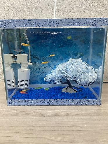 akvarium qizdirici: Dördbucaq akvarium, Boş, 10 l, Ünvandan götürmə, Pulsuz çatdırılma, Ödənişli çatdırılma — 5