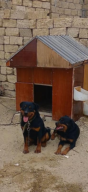 İtlər: Rotveyler, Peyvəndli — 3