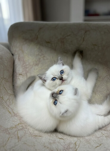 Pişiklər: Şotland, Erkək, Dişi, Yaxşı əllərə, Ünvandan götürmə, Pulsuz çatdırılma, Ödənişli çatdırılma — 1