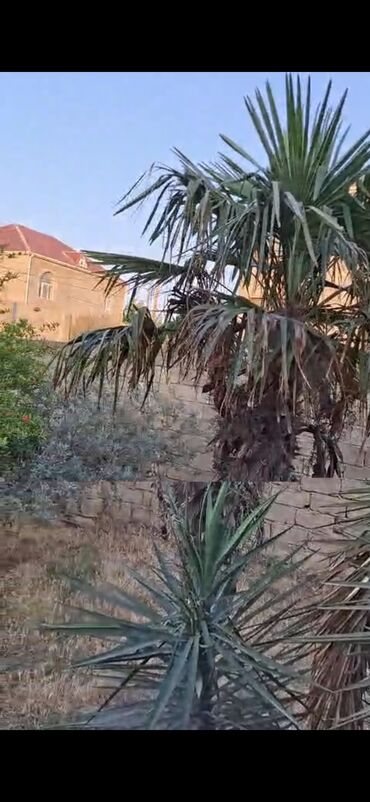 Bağ evlərinin kirayəsi: 1111 kv. m, 2 otaqlı — 18