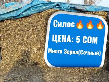 пш метр: Качество🔥🔥 Силос Сатылат(даны көп) Продаю Силос(много зерна)