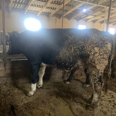 Коровы, быки: Продаю | Бык (самец) | Швицкая, Алатауская | На откорм, На забой, Для разведения — 15