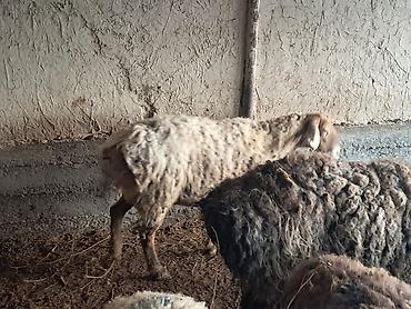 Баран, овца: Продаю | Овца (самка) | Для разведения | Матка — 5