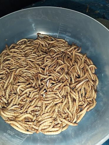 yem satışı: Canlı unqurdları (mealworm – Tenebrio molitor sürfələri — 1