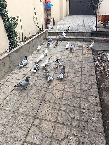 Göyərçinlər: Göyərçinlər satılır –tek cüt fərqi yoxdur kim görerem olsa münasib — 10