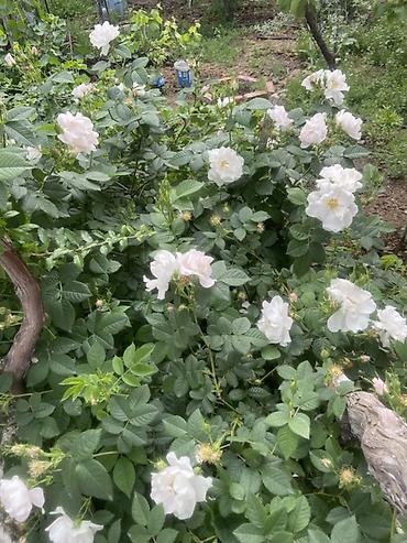Mürəbbələr: Ətirli itburnu mürəbbəsi - Bağda yetişdirilən ətirli itburnu — 8