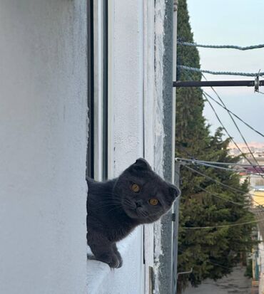 Şotland, Dişi, Ünvandan götürmə