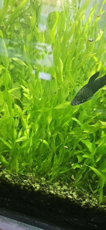 ​🌿 AKVARİUMUNUZA TƏBİİ GÖZƏLLİK QATIN! 🐠 ​Salam dostlar! Akvariumunuza