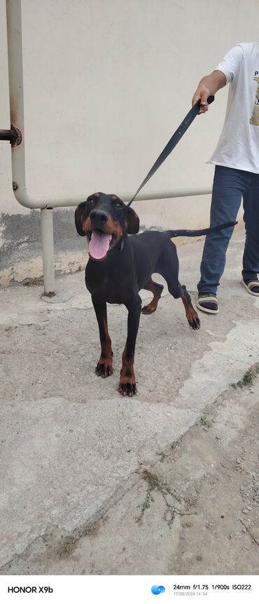 it ehtibarli əllərə verilir: Doberman, 1 il, Erkek, Peyvəndli, Ödənişli çatdırılma, Rayonlara çatdırılma, Ünvandan götürmə