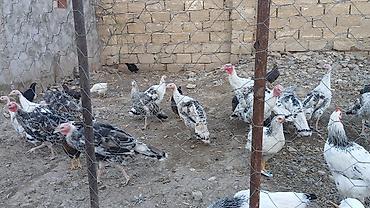 cücə satışı: Hindusqa cuceleri satılır bir ədədi 30 az 4 aylıqdı tecili satilir — 1