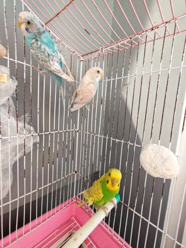 cennet qusu: Volnistiy Papuqay-lar 4 ədəd satılır. 2 dişi və 2 erkək. Böyük Qəfəs