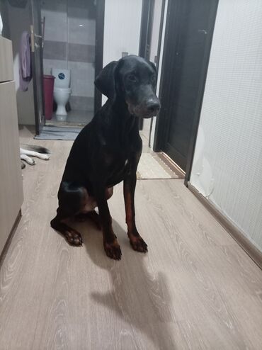 померанский шпиц баку: Doberman, 6 ay, Erkek, Sənədli, Ünvandan götürmə