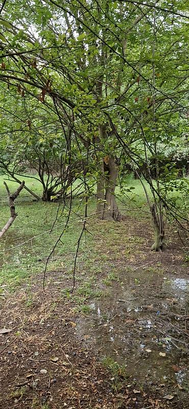 Torpaq sahələrinin satışı: 85 sot, Kənd təsərrüfatı, Mülkiyyətçi, Kupça (Çıxarış) — 4