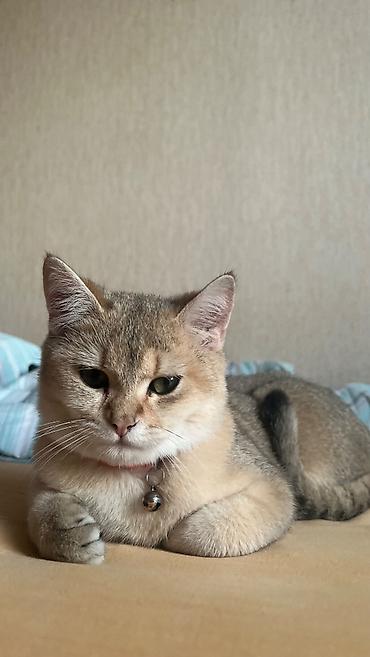 Кошки: Золотая шиншилла, Самец, Для вязки — 1
