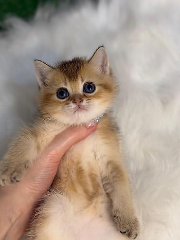 Pişiklər: Britan — 7