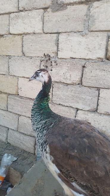 cüce yemi: Məhsul: Tavus quşu (dişi) Satılır Təsvir: - Növlər: Hind tavus quşu — 1