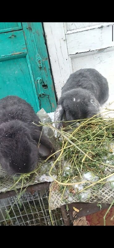 клетки для кроликов в бишкеке: Продаётся французские бараны две девочки около 5 кг
обои по 7 месяцев