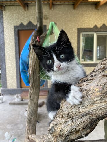 кошки британский: 2 месяца, Девочка