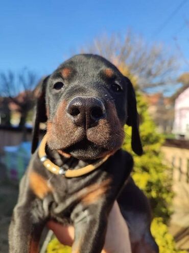 Psi: Na prodaju štenci trenutno u toku rezervacije . Stari 40 dana biće — 5