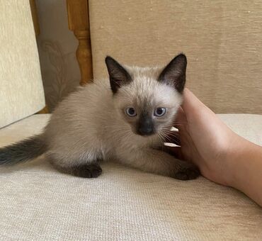 котики в добрые руки: Сиамская, Самец, Самка