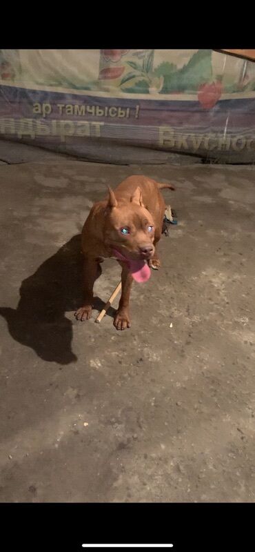 Продажа собак: Питбуль, 1 год, Самец, С прививкой — 8