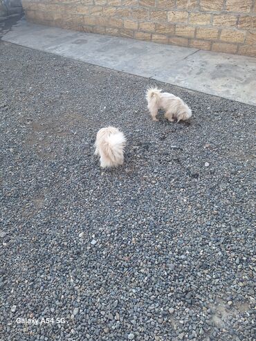 bildirçin satışı: Pekines, 2 il, Dişi, Peyvəndli, Ünvandan götürmə, Pulsuz çatdırılma, Ödənişli çatdırılma