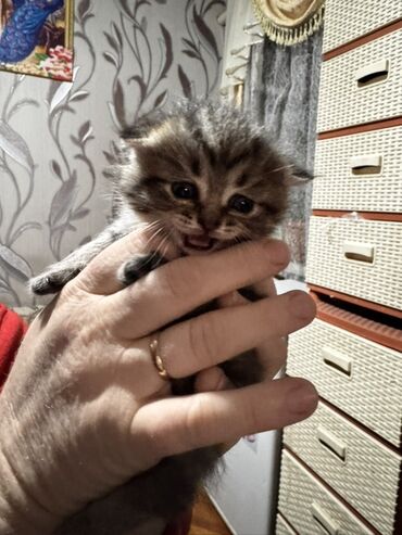 кошка балыкчы: НА БРОНЬ ! Шотландские вислоухие котята 🐱 - Окрас: есть пушистые