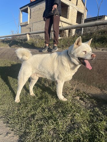 balaca it sekilleri: Akita-inu, 4 il, Erkek, Sənədli, Pulsuz çatdırılma