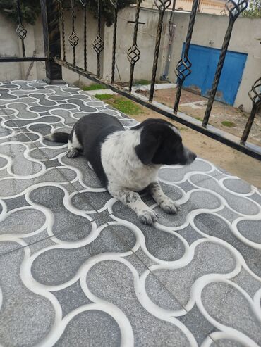 İtlər: Zvonok, 8 ay, Dişi — 2